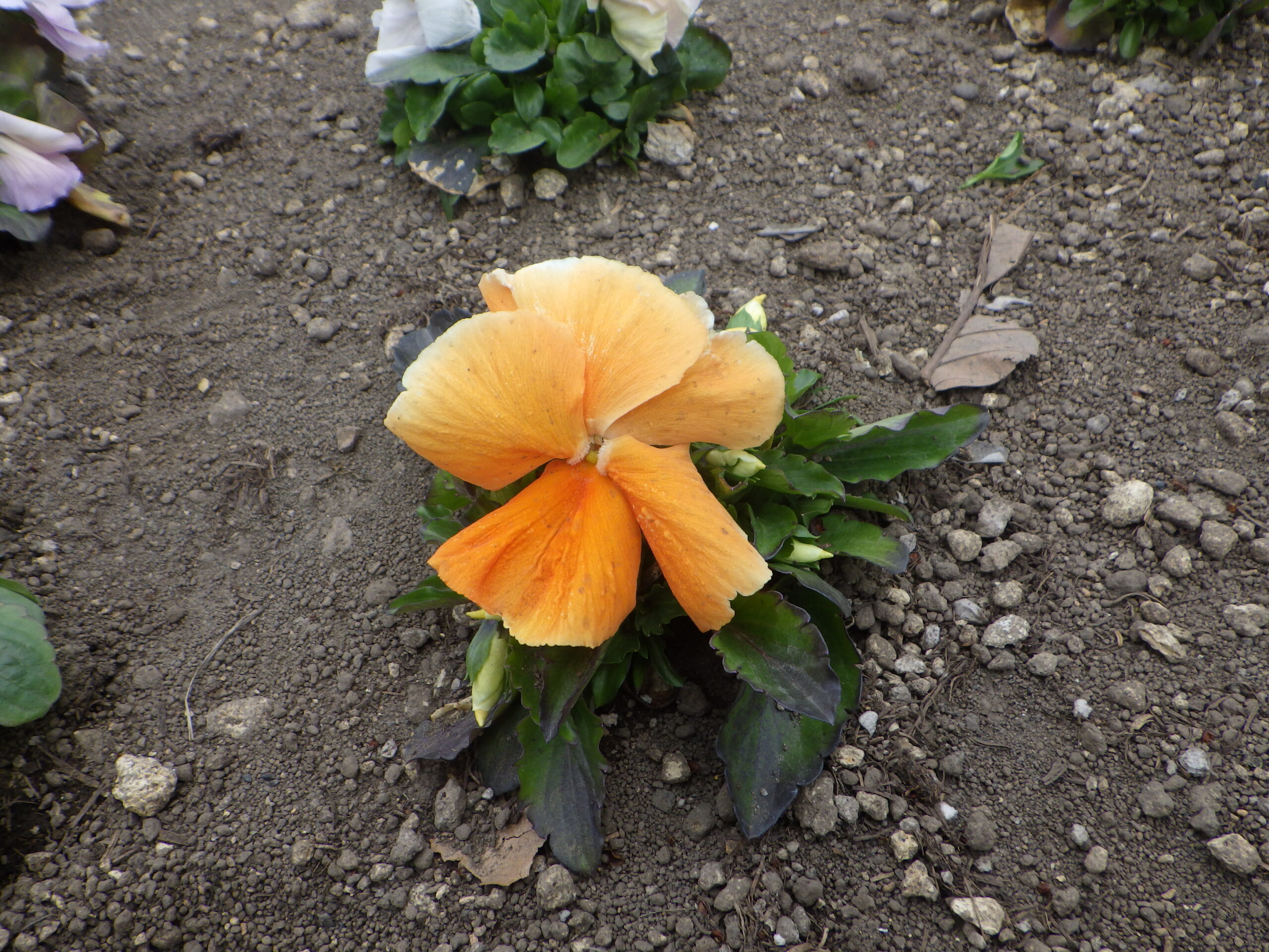 0430シーズネット