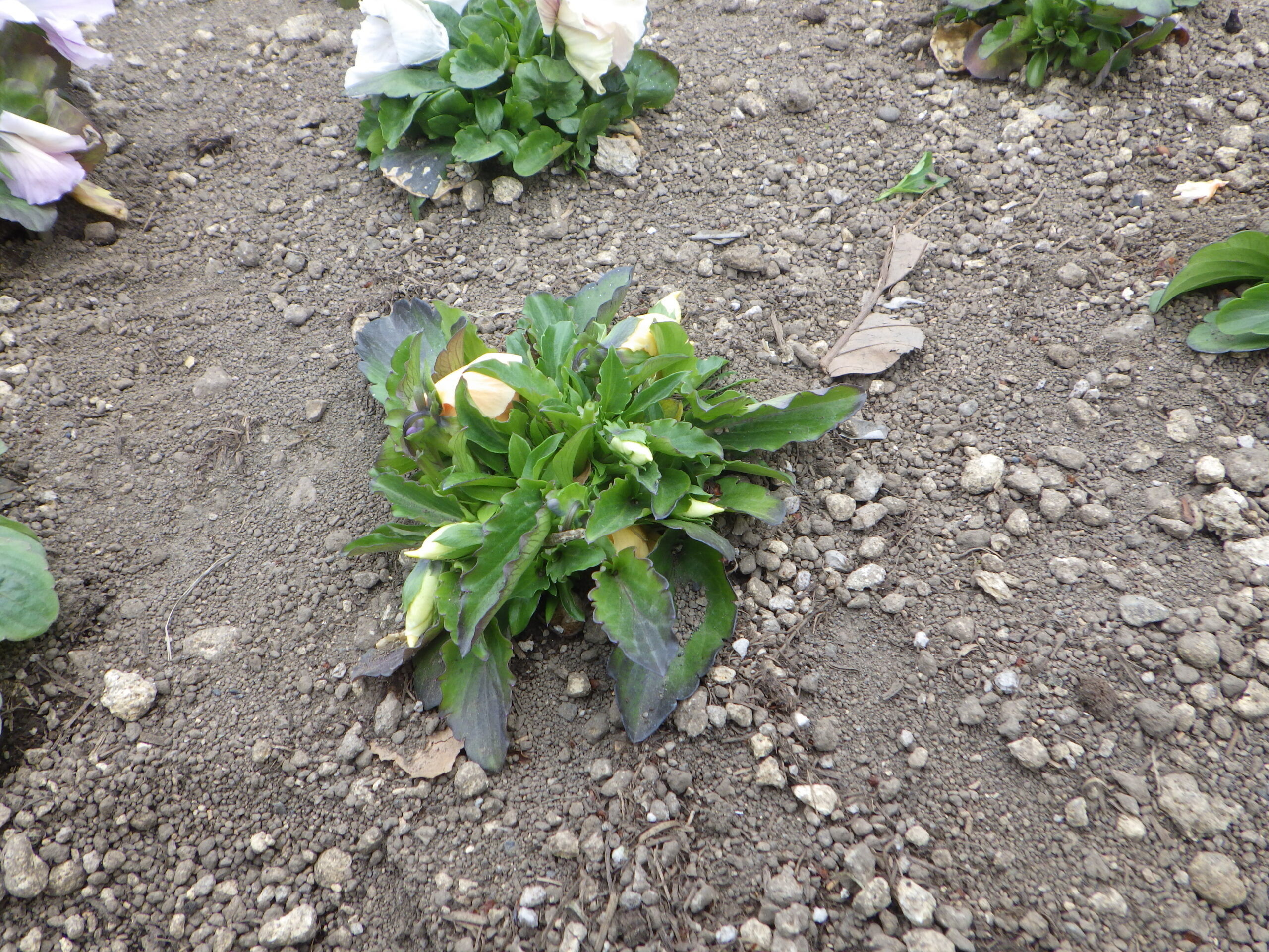 0430シーズネット