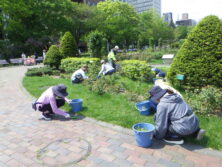 0513花壇除草