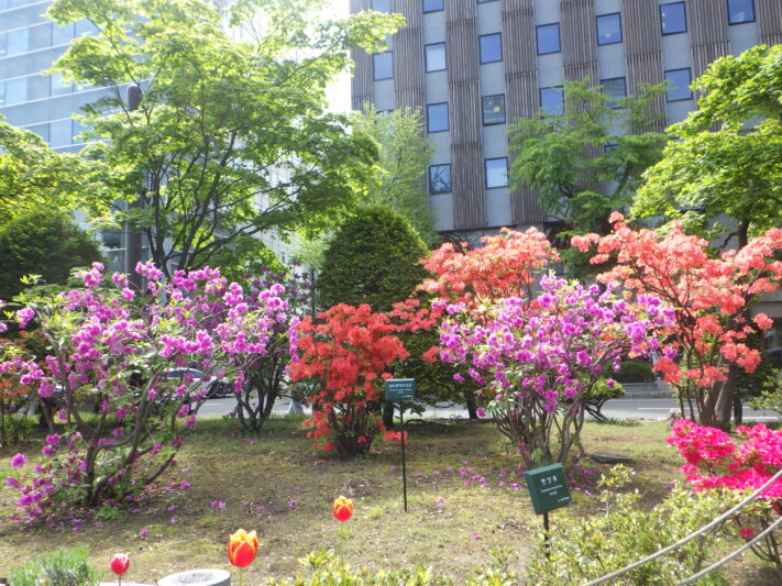 0518西1丁目高台のツツジ類
