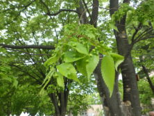 0518ケヤキの虫こぶ