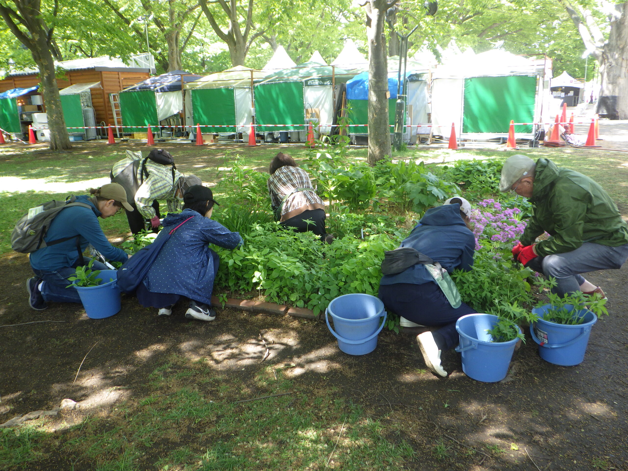 0525西6丁目山野草花壇