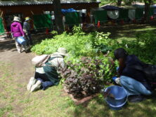 0525西6丁目山野草花壇