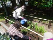 0525森の花壇に移植