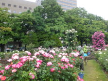 0623バラボランティア