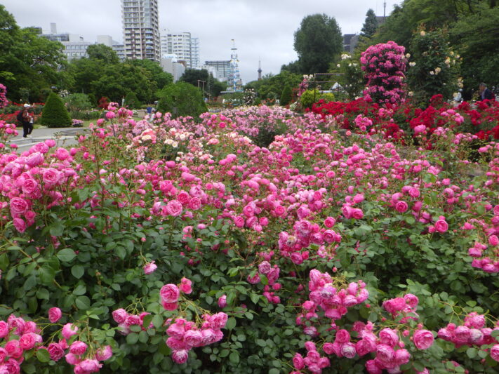 0626バラ園