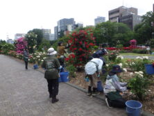 0626花がら摘み