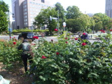 0707バラボランティア