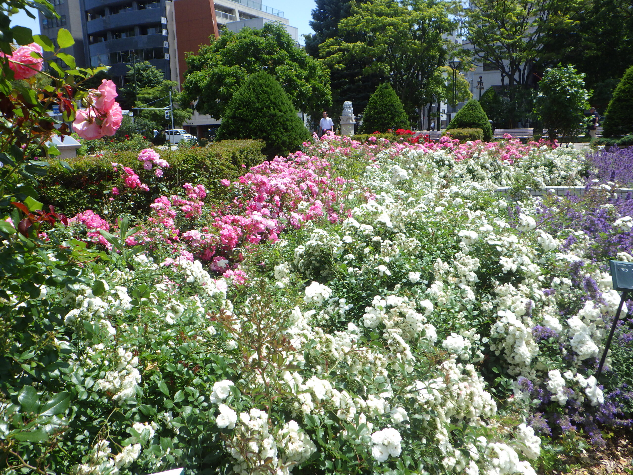 0707修景バラ