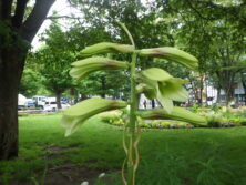 0713西6丁目山野草花壇オオウバユリ
