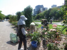 0721バラボランティア