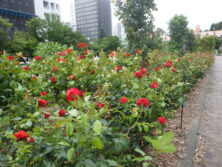 0729西12丁目バラ園二番花