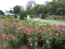 0729西12丁目バラ園二番花