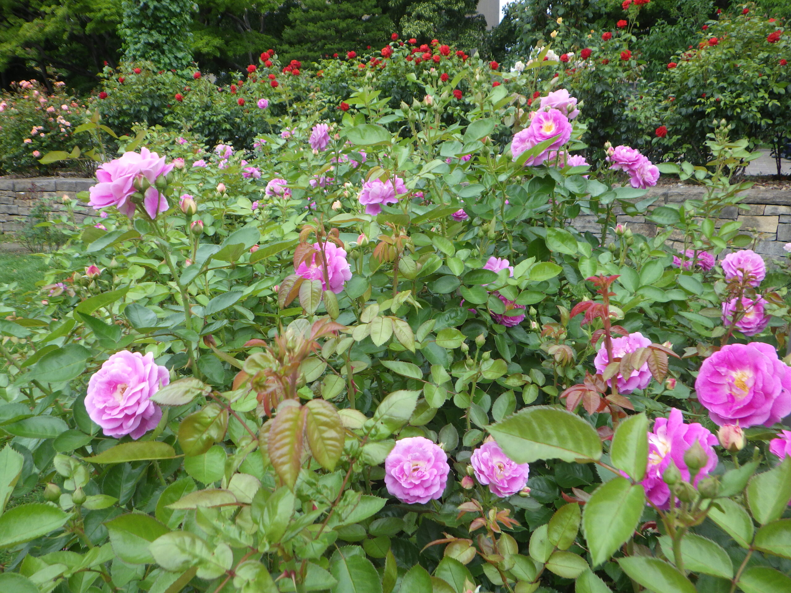 0729西12丁目バラ園二番花