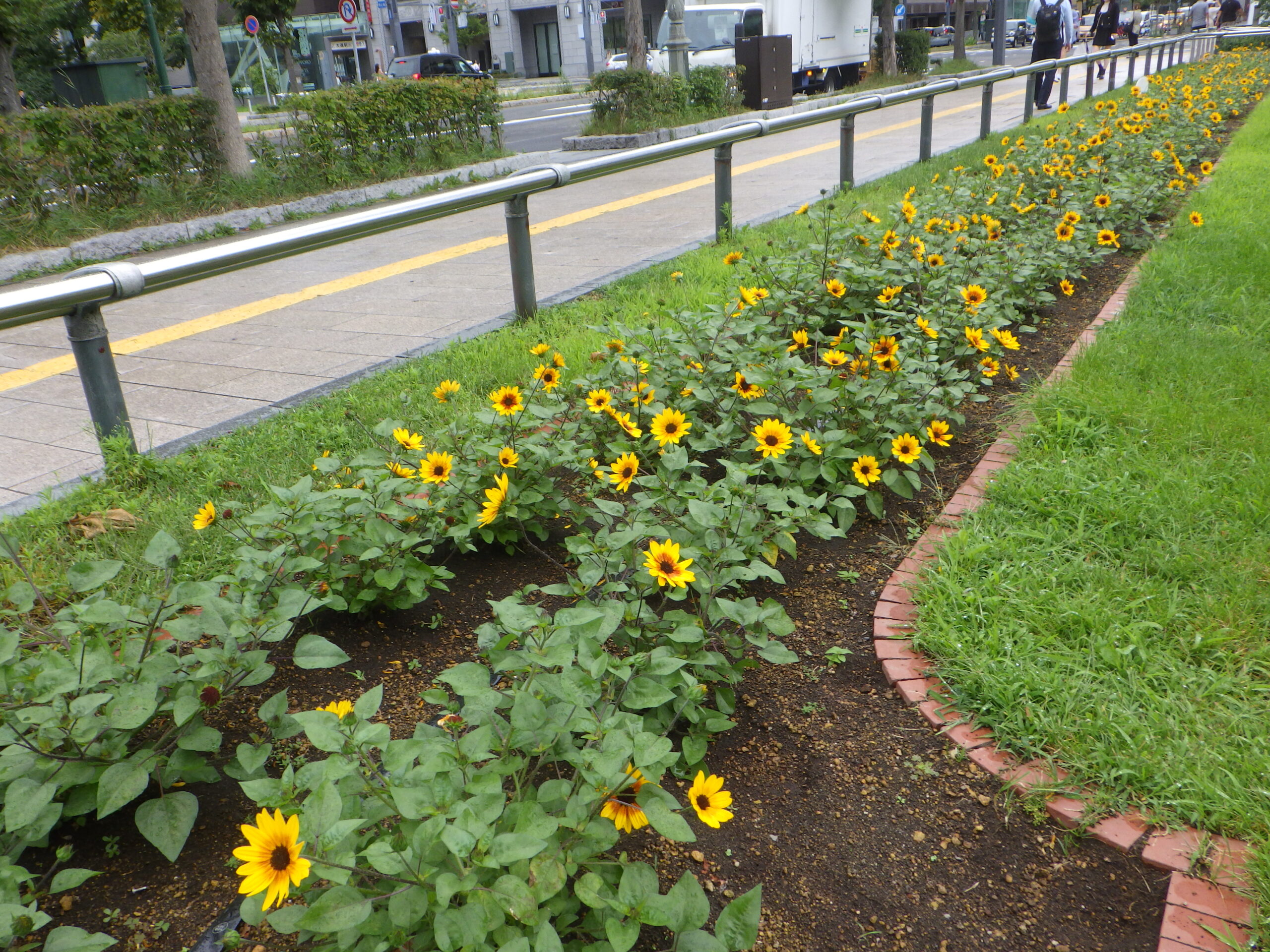 0730西3丁目西側のボーダー花壇サンビリーバブル