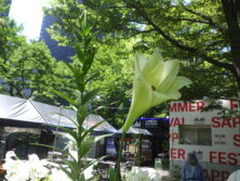 0803花壇ボランティア