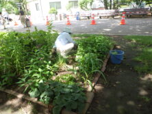 0824花壇ボランティア