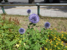 0824エキノプス