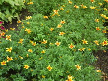 0907花壇ボランティア