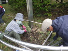 0928宿根草の刈り込み