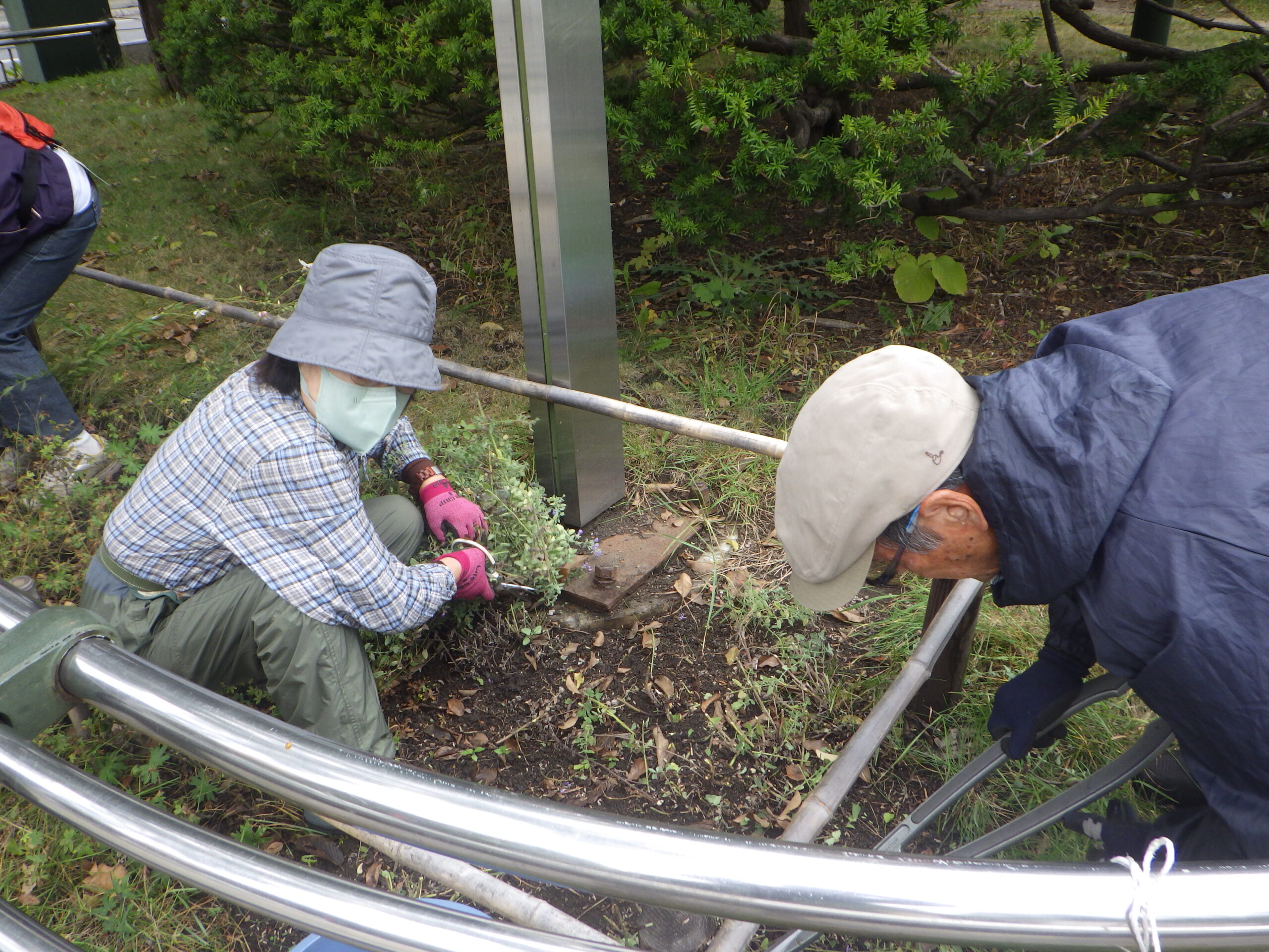 0928宿根草の刈り込み