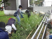 0928宿根草の刈り込み