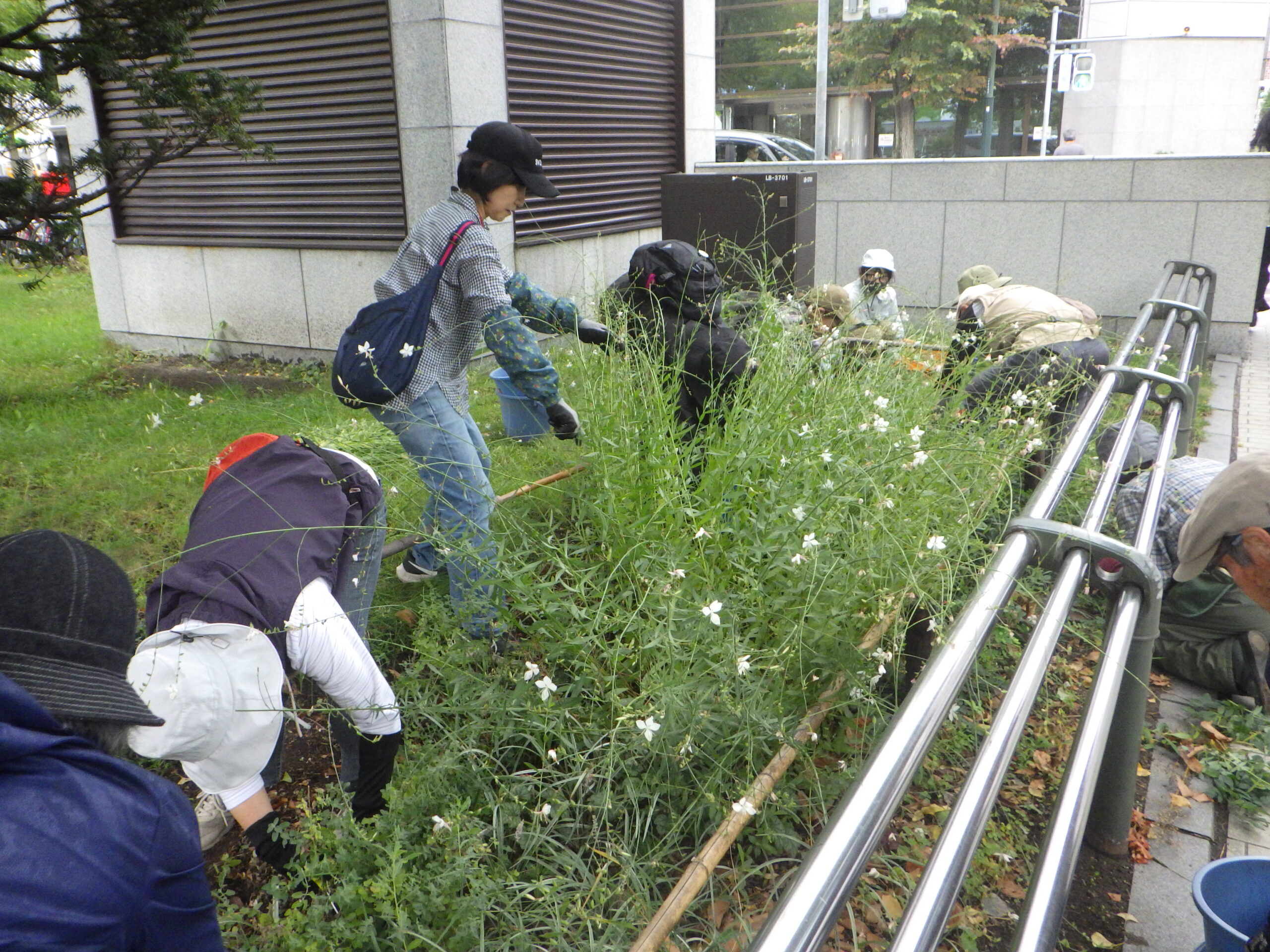 0928宿根草の刈り込み