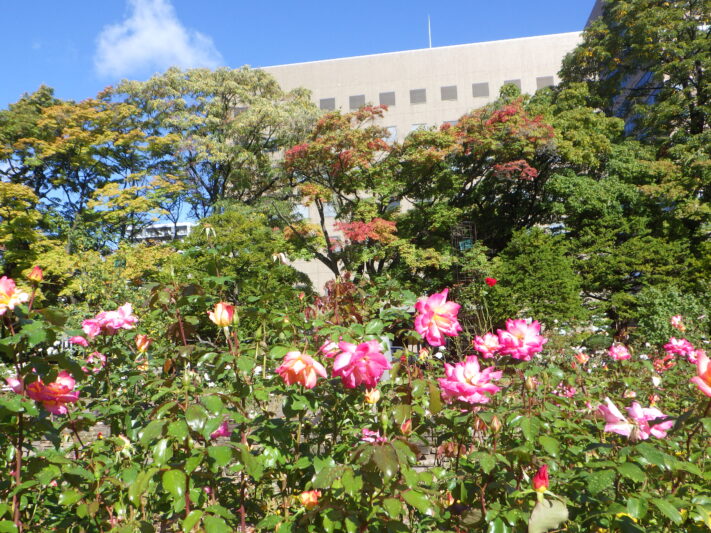 0930紅葉とバラ