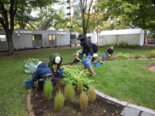 1005花壇ボランティア