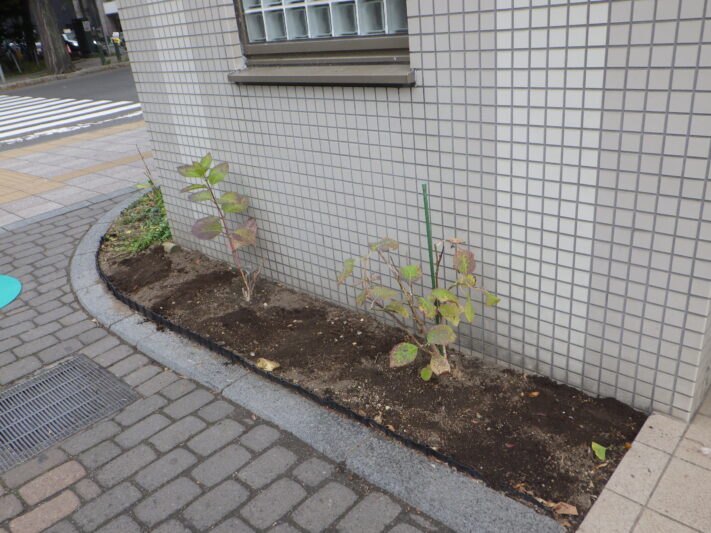1005水仙の球根植え