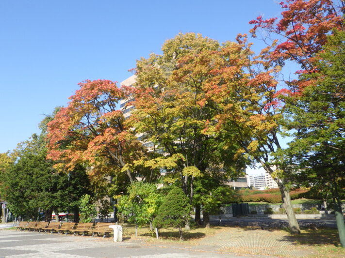 1014西12丁目の紅葉