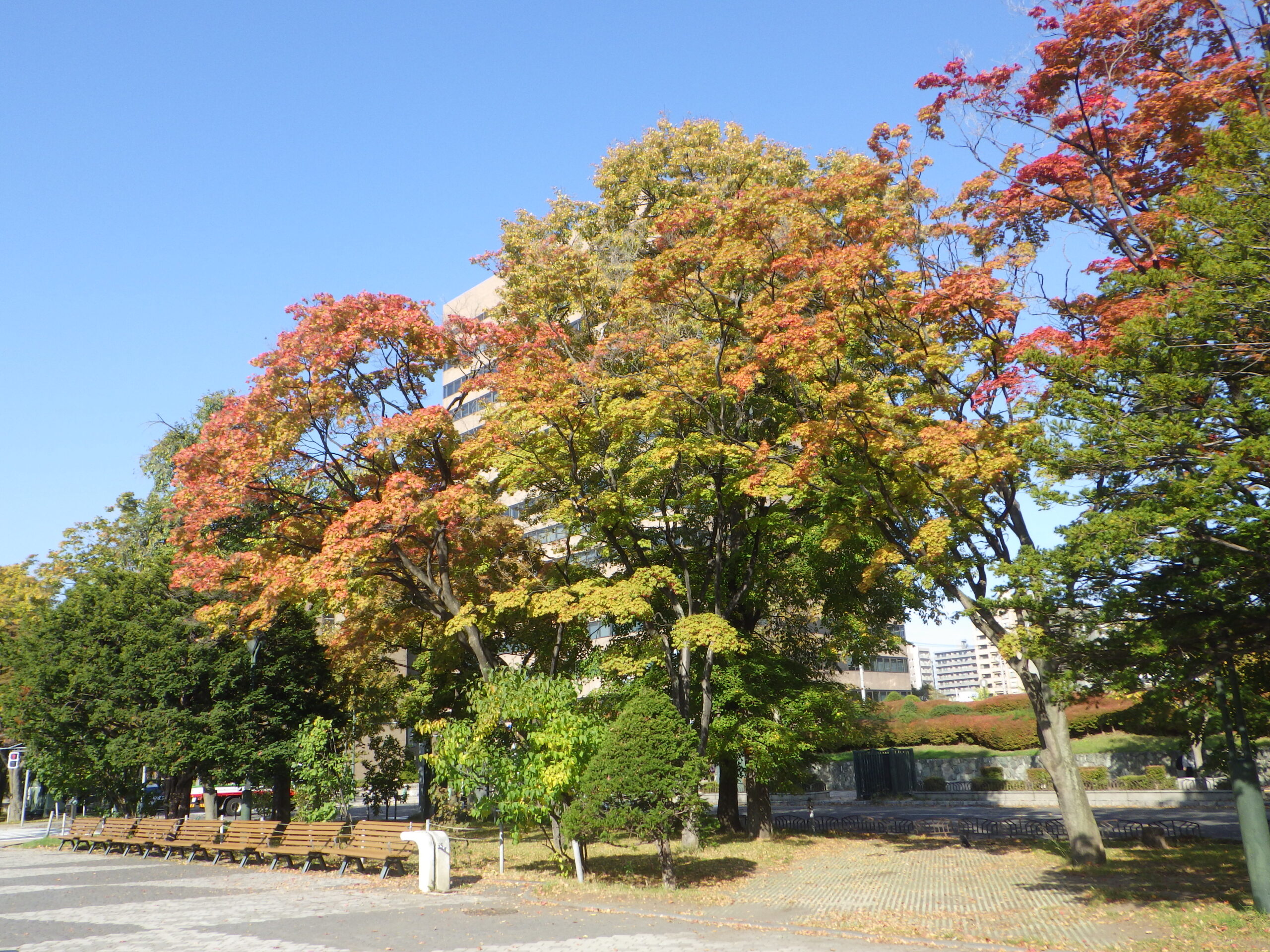 1014西12丁目の紅葉