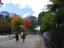 1015西2丁目の紅葉