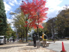 1015西2丁目の紅葉