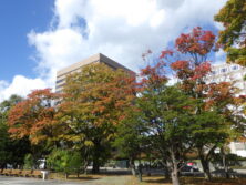 1015西11丁目の紅葉