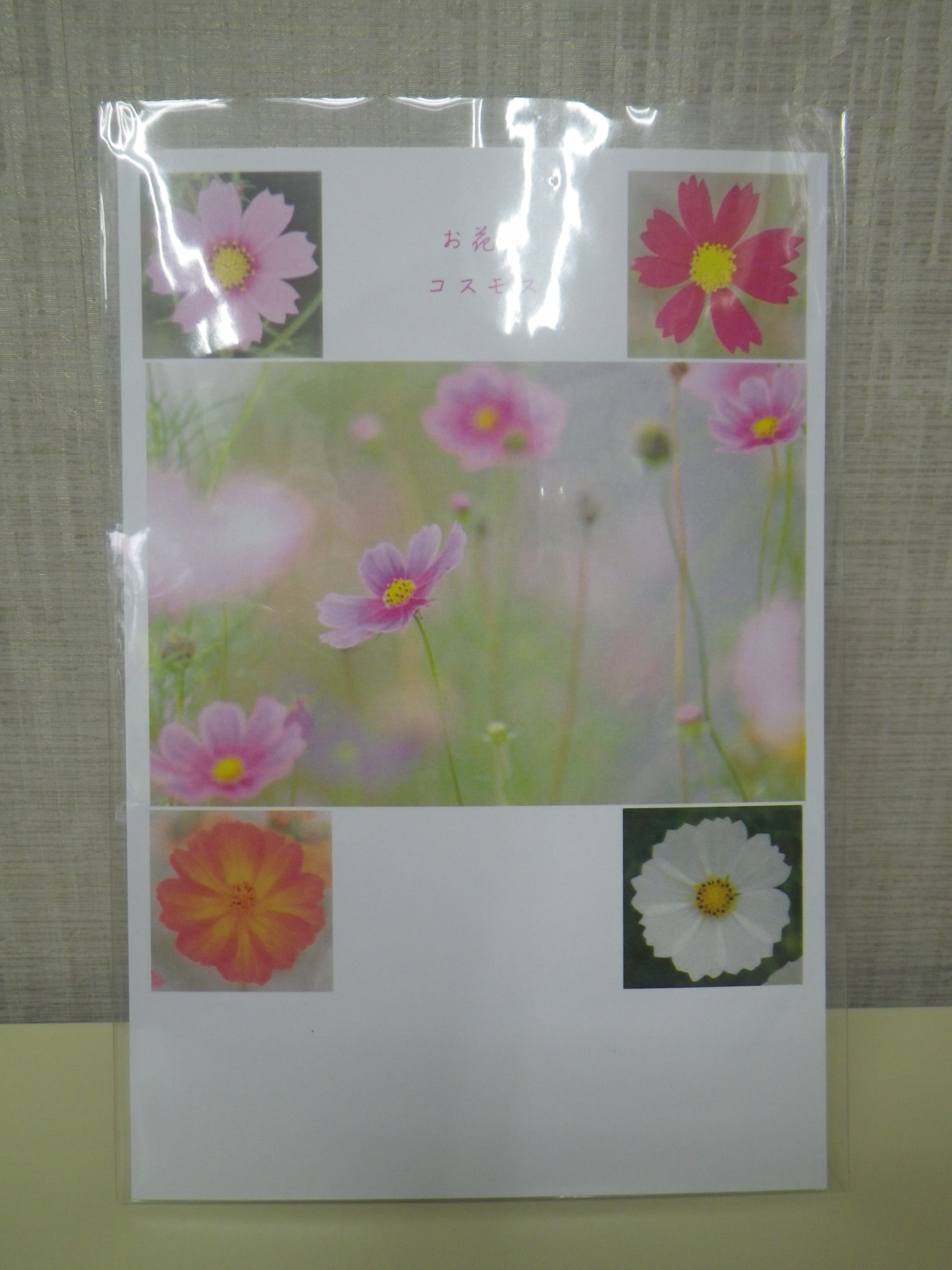 コスモスのポストカードの画像