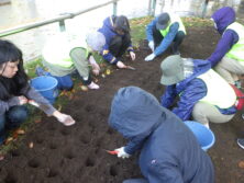 1022チューリップ植込み