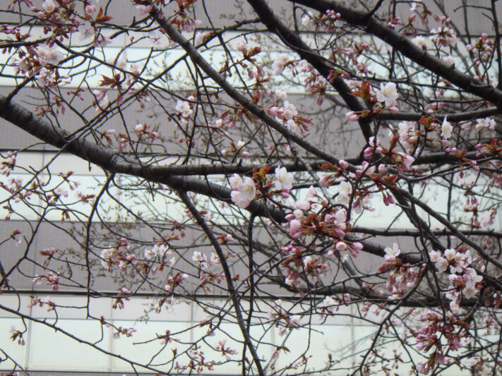 西7北西エゾヤマザクラR8.4.17