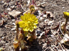 西6丁目北側の山野草花壇に咲くフクジュソウの画像