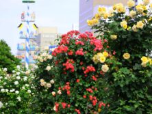 バラ投稿写真「マイバウムと薔薇」