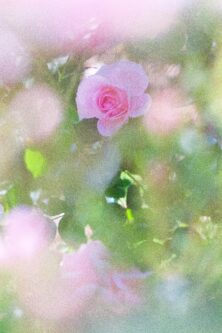 ㉖Between Dreams