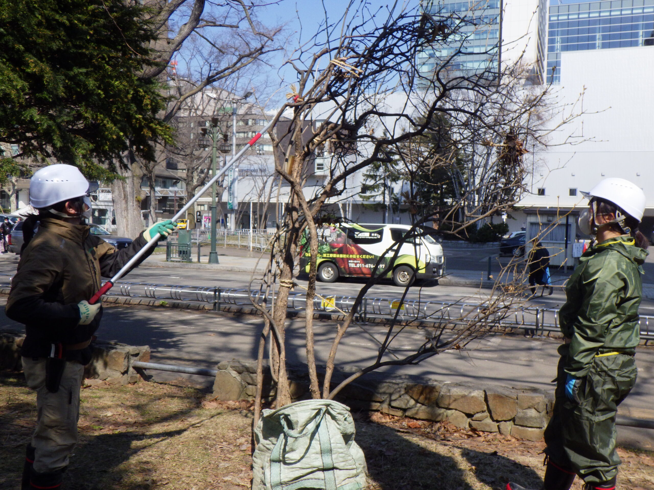 西1丁目北側の冬囲い撤去作業の様子の画像