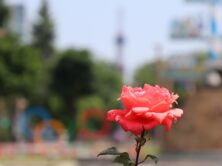 バラ投稿写真「札幌のバラ」