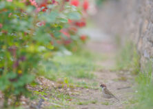 バラ投稿写真「すずめのお花見」