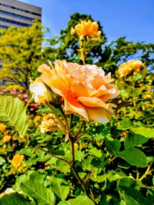 バラ投稿写真「青空の下で咲く薔薇」