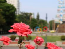 バラ投稿写真11札幌のばら