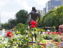 ㉓薔薇と後ろ姿
