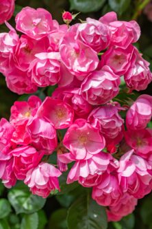 ㉜花束をどうぞ