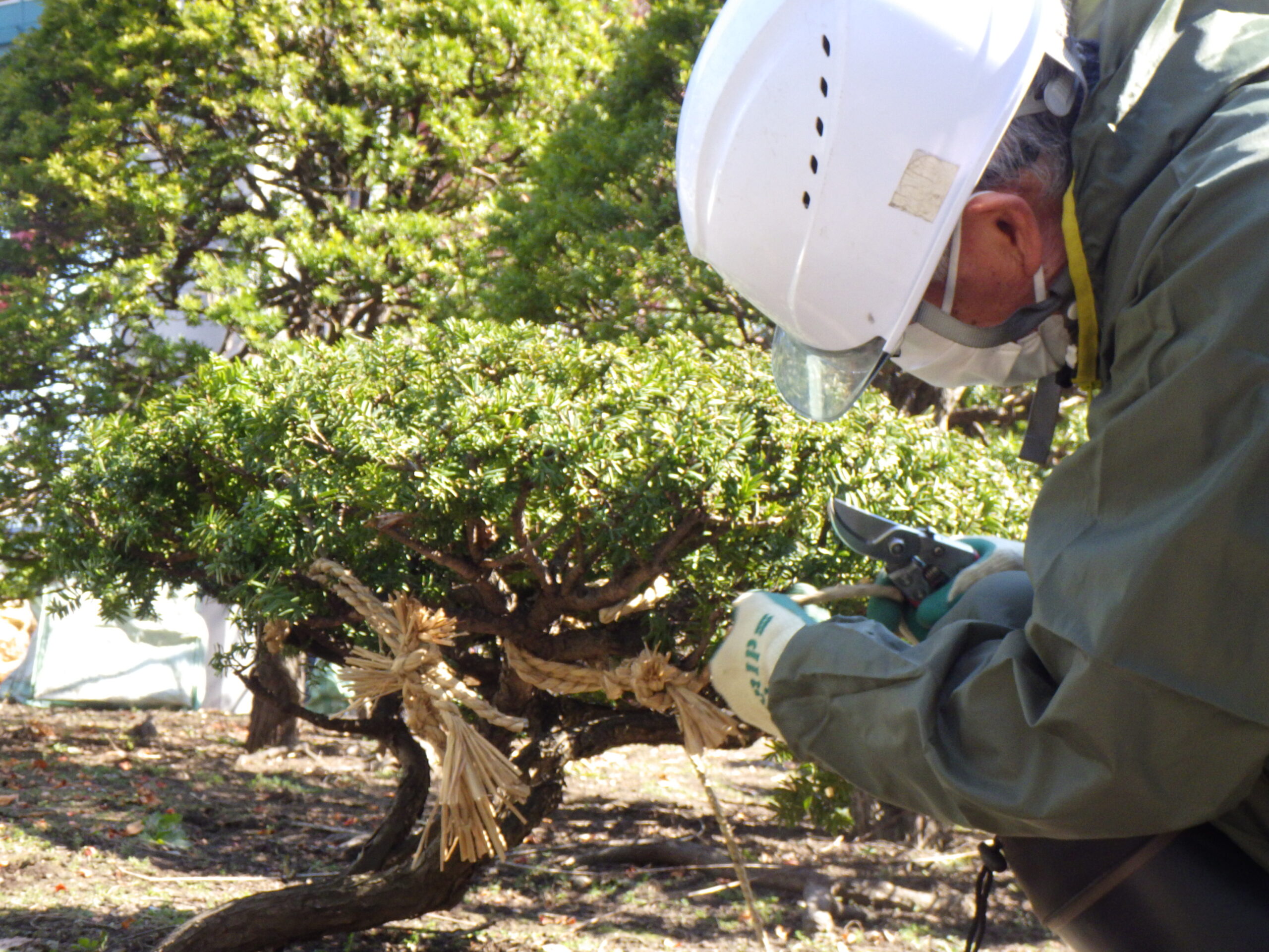 西1丁目高台の冬囲い撤去作業の様子の画像