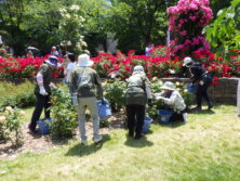 西12南側バラボランティアさん活動の様子R8.6.20②
